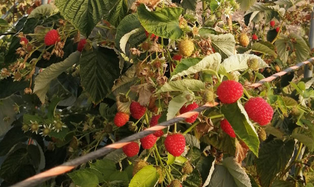 Rouge des Dômes - Des petits fruits rouges locaux